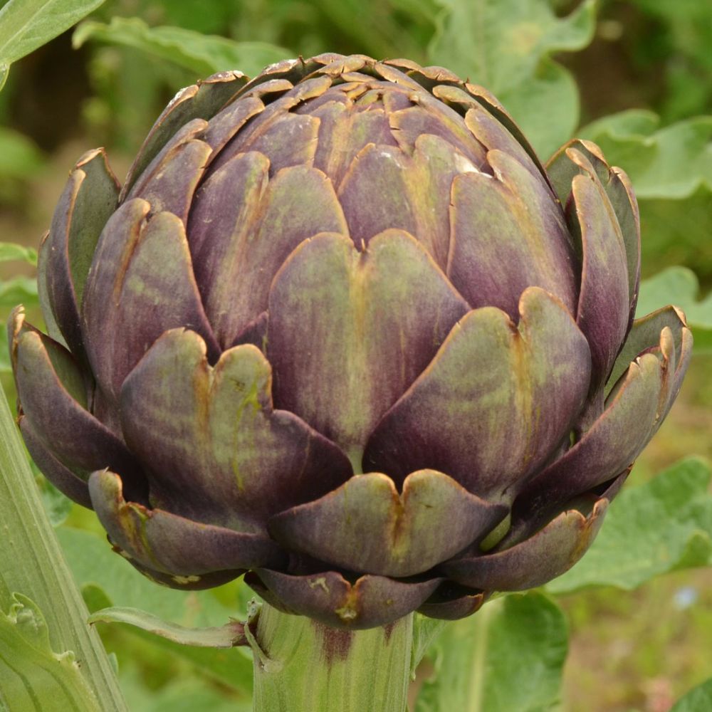 Globe Artichokes New Leaf Nurseries Online Shop