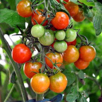 Tomato 'Tumbling Tom Red' Seeds