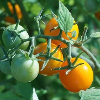 Tomato 'Tumbling Tom Yellow' Seeds