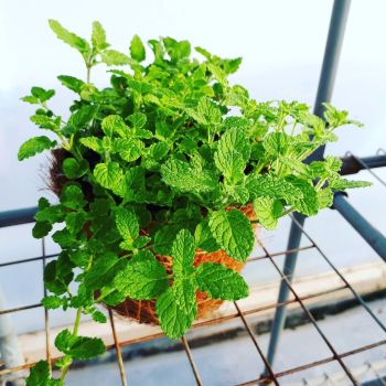 Mint, Strawberry Plant