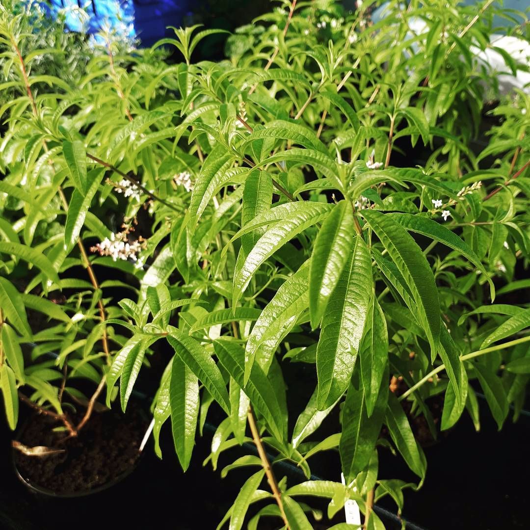 Lemon Verbena Plant 