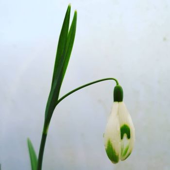 Galanthus nivalis sharlockii