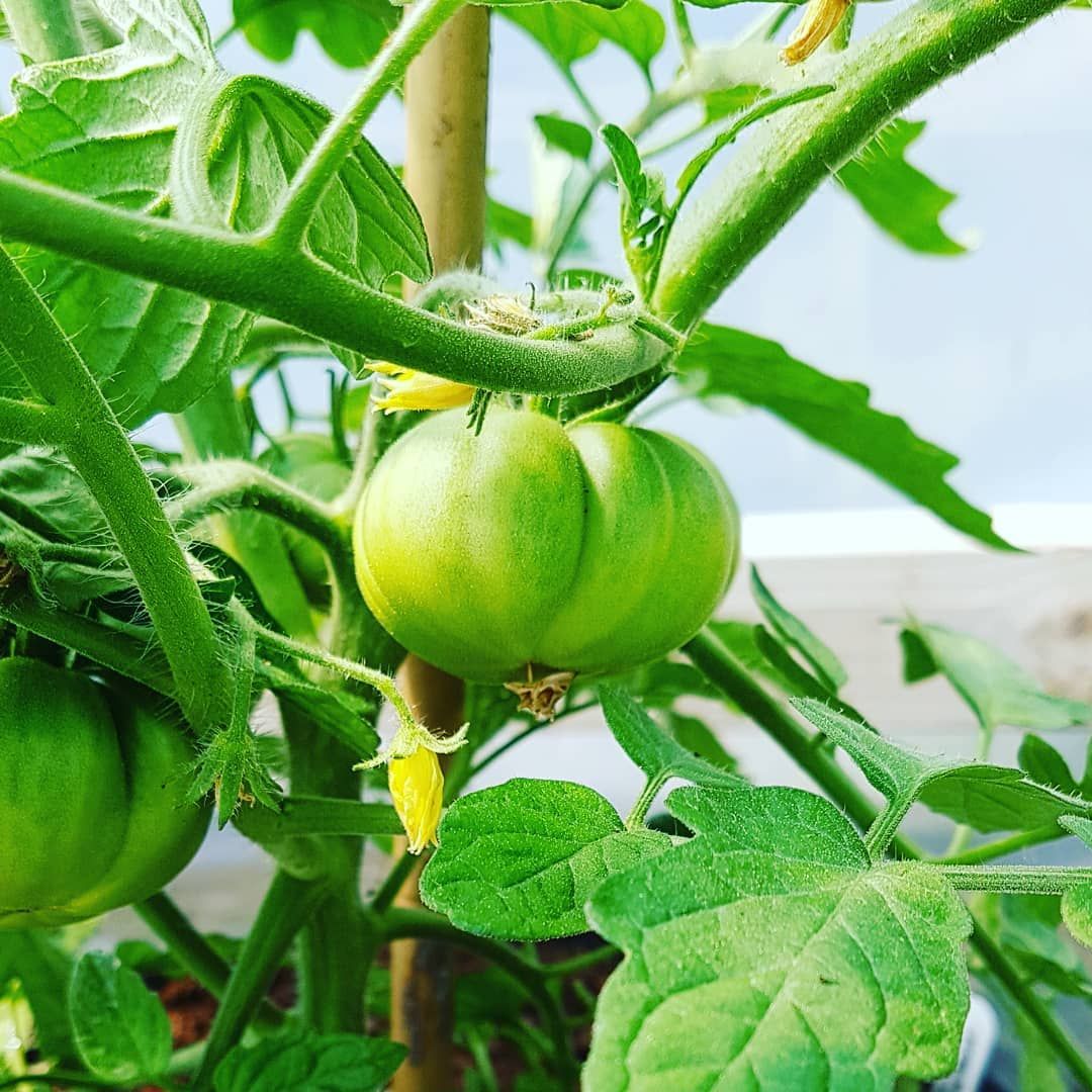 Tomato 'San Marzano' Seeds