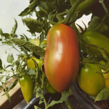 Tomato 'Super Marmande' Seeds