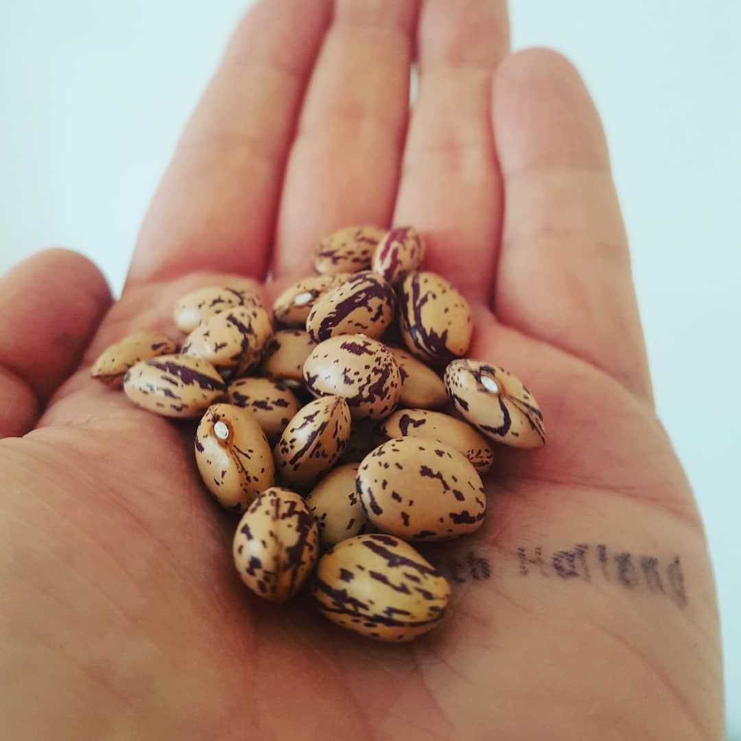 Borlotti Bean 'Lingua di Fuoco' Seeds