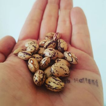 Borlotti Bean 'Lingua di Fuoco 2' Seeds