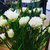 Chive, White Flowered Plant