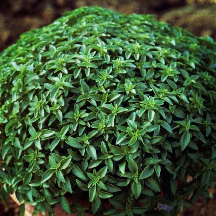 Basil 'Fino Verde' Seeds (Organic)