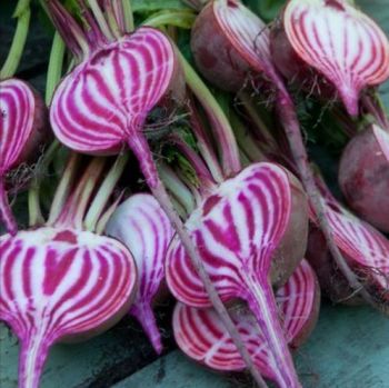 Beetroot 'Candy Stripe' Seeds
