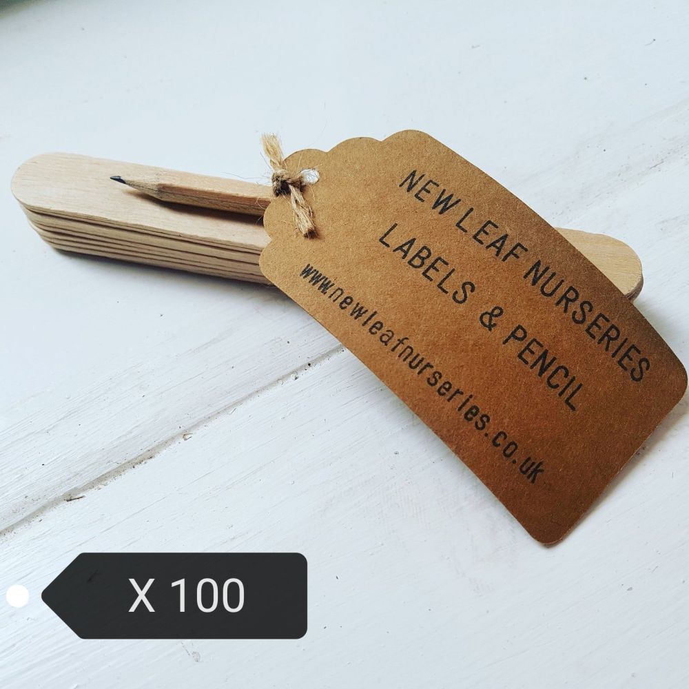 Wooden Labels and Pencil x 100