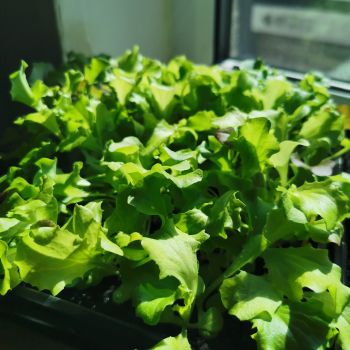 Lettuce - 'Baby Leaf Mix' Seeds