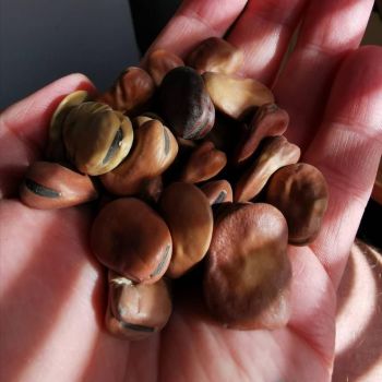 Broad Bean 'Super Aquadulce' Seeds (Organic)