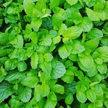 Mint, Applemint Seeds