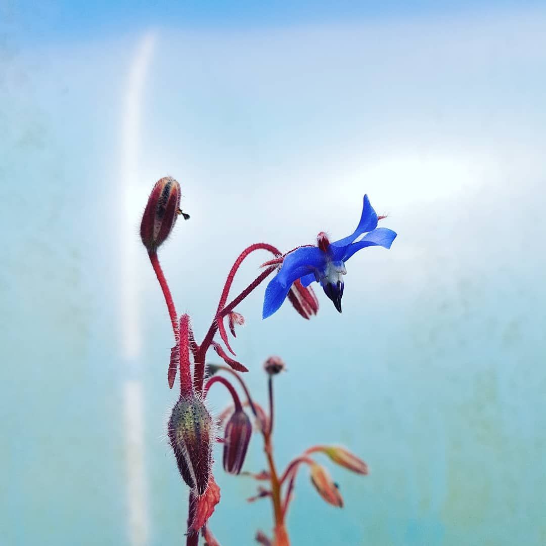 Borage, Blue Plant