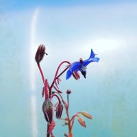 Borage, Blue Plant (Pre-Order)