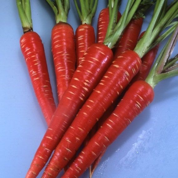 Carrot 'Red Samuari F1'