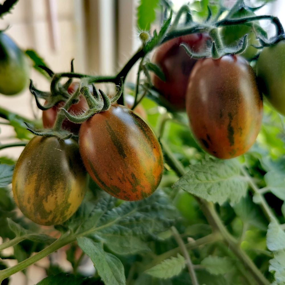 Tomato 'Tumbling Tigress' Seeds