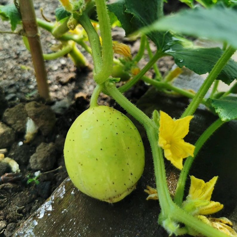 Cucumber 'Crystal Lemon' Seeds