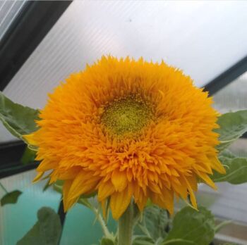 Sunflower 'Teddy Bear' Seeds