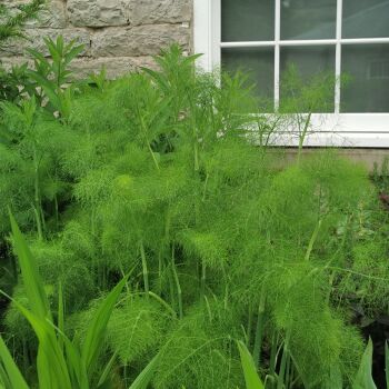 Fennel Plant (Late April Delivery)