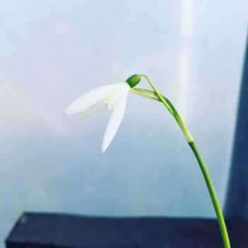 Galanthus reginae-olgae 'Blanc de Chine'