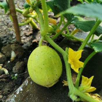 Cucumber 'Crystal Lemon' Plant (Pre-Order)