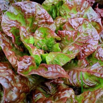 Lettuce - 'Marvel of Four Seasons' Seeds syn. Merveille des Quatre Saisons