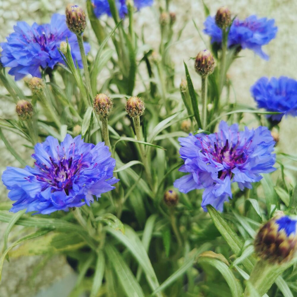 Cornflower 'Florence Blue' Plant