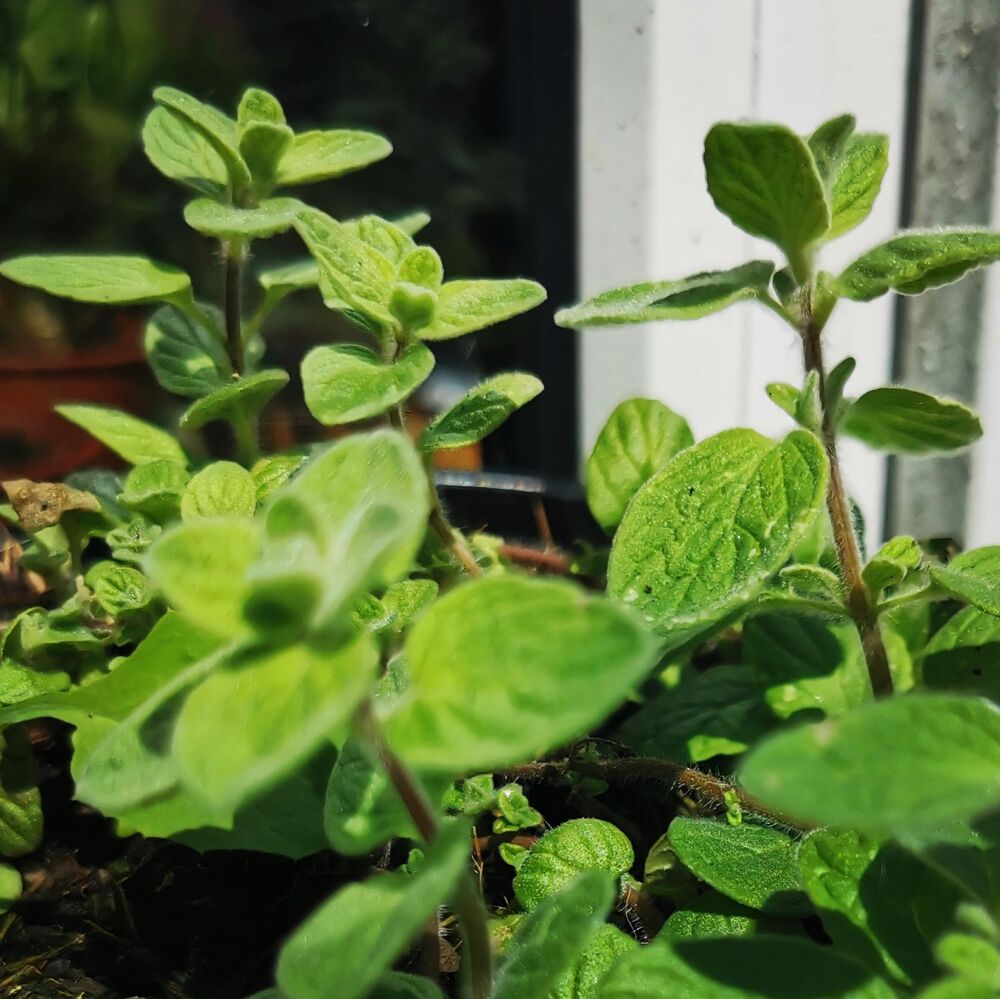 Oregano 'Zaatar' Plant