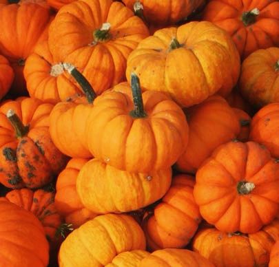 Grow Your Own Halloween Pumpkin Starter Pack