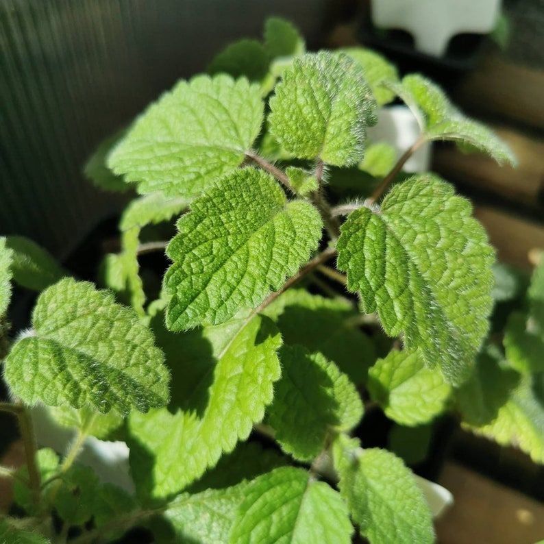 Orange  Balm Plant