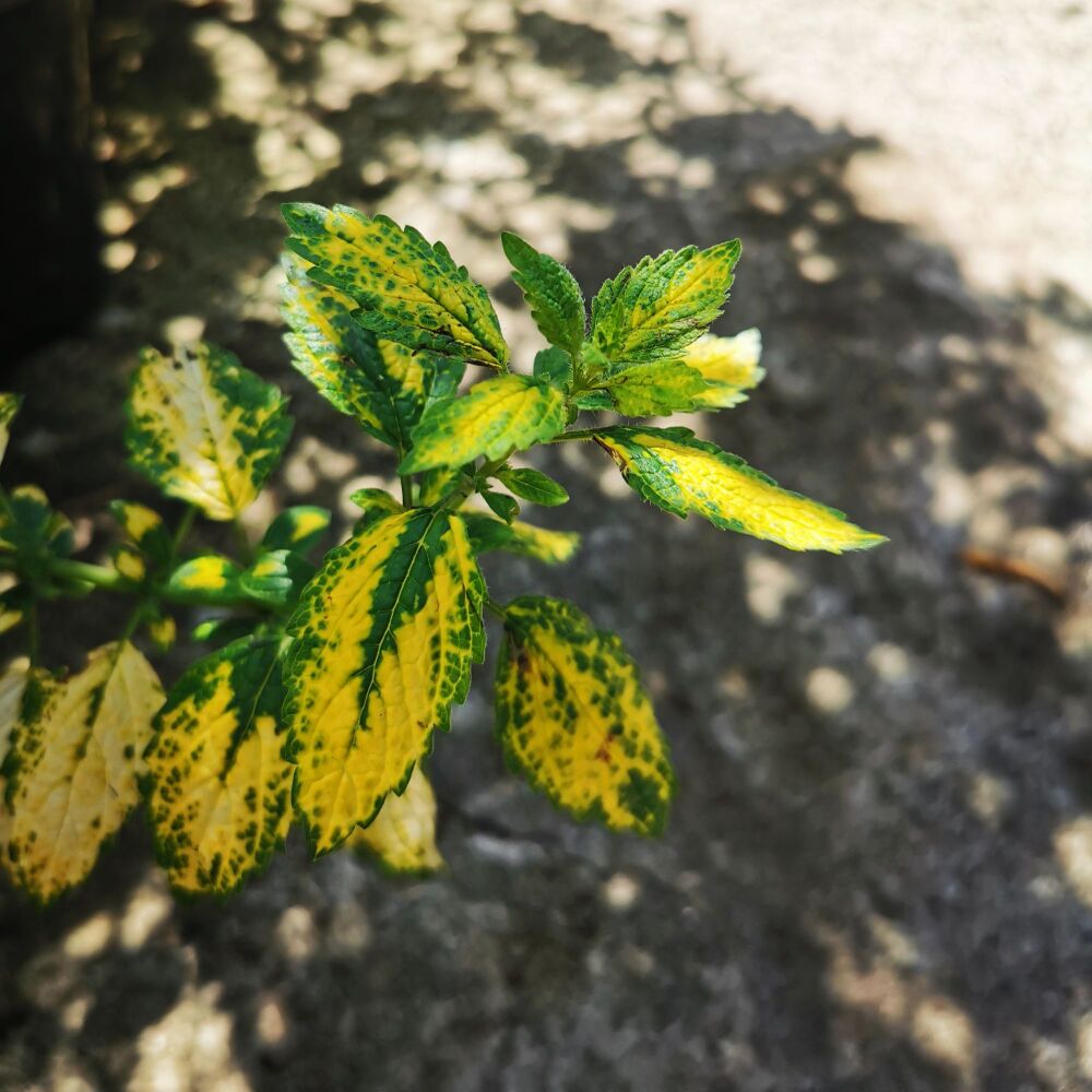 Lemon Balm 'Variegated' Plant