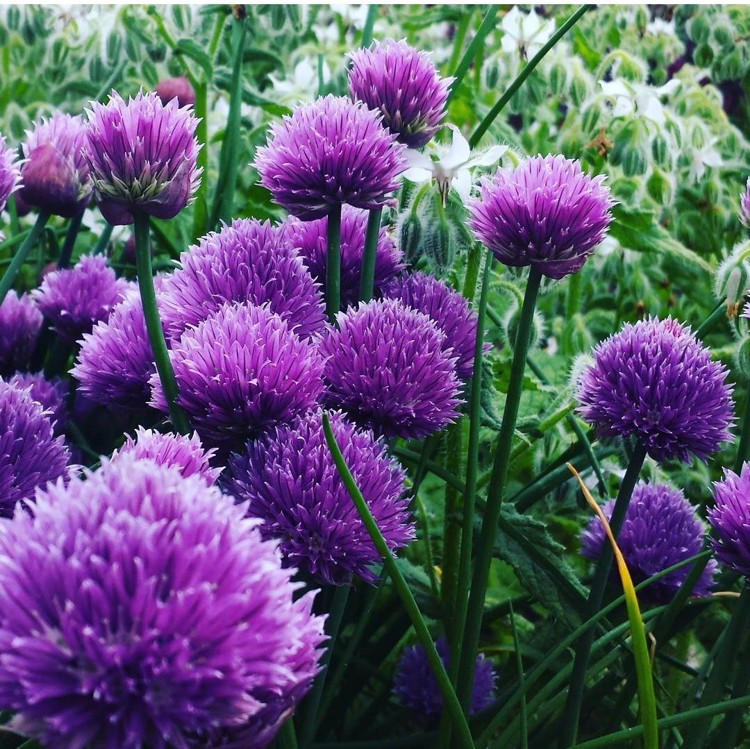 Chive Plant