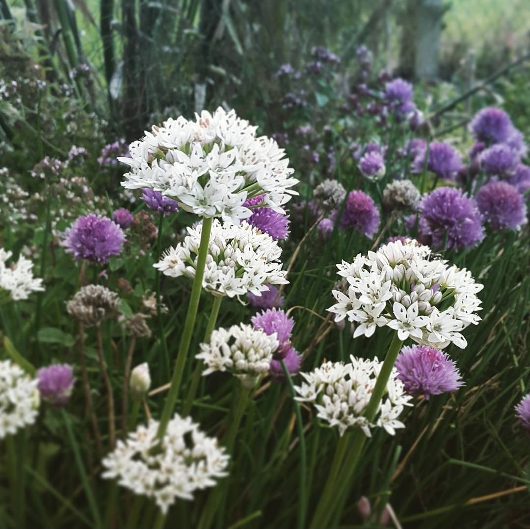 Chive, Garlic Plant