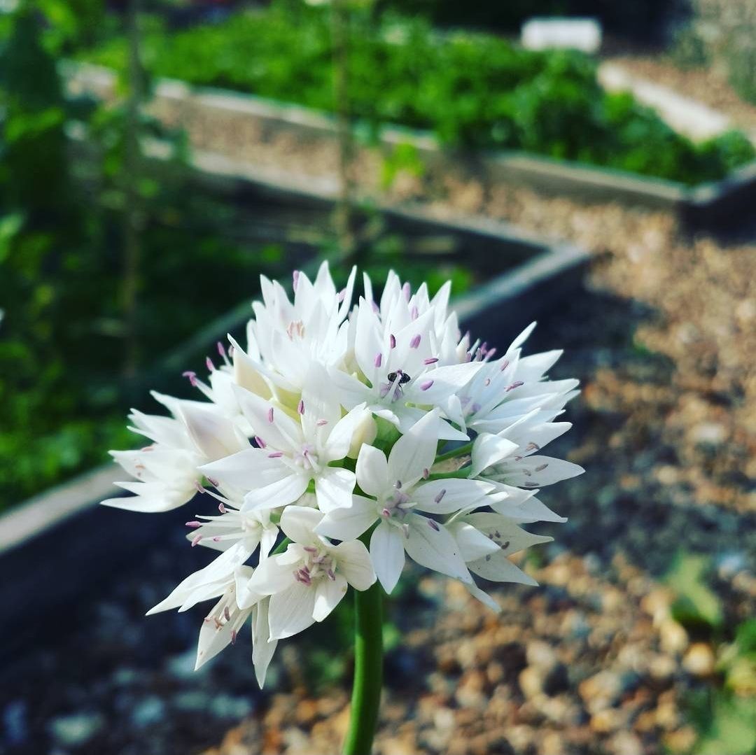 Allium 'Graceful Beauty'