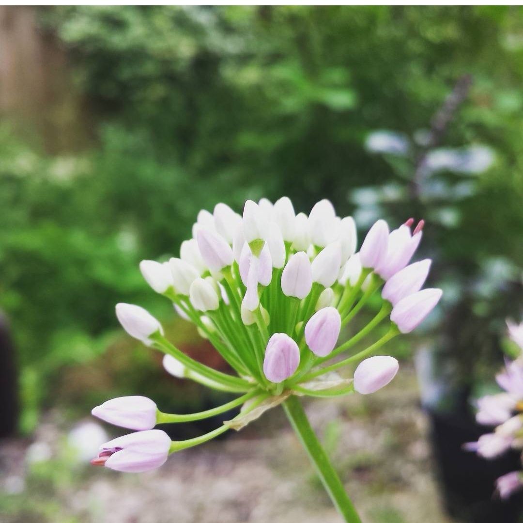 Allium angulosum Plant