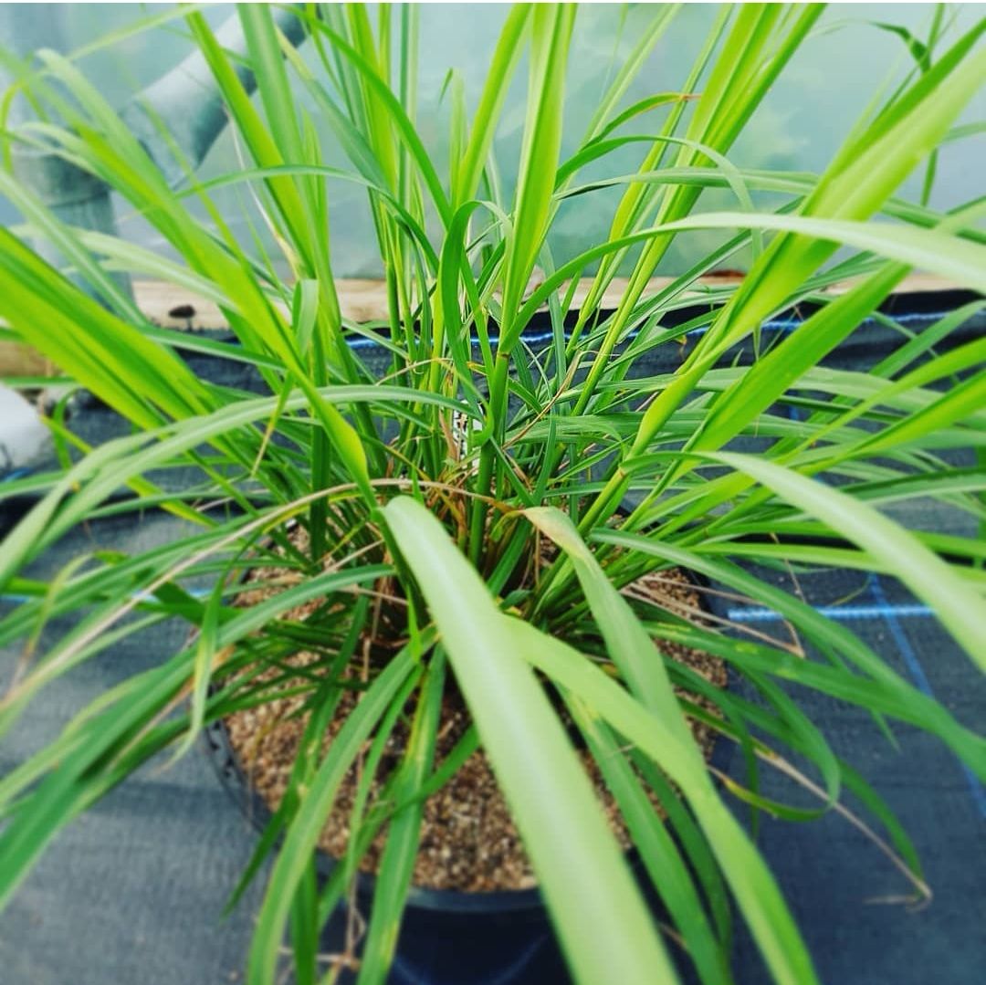 Lemongrass Plant