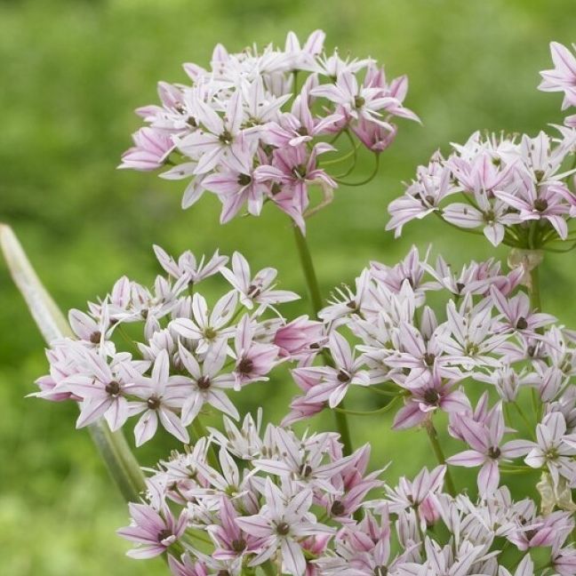 Allium 'Cameleon'