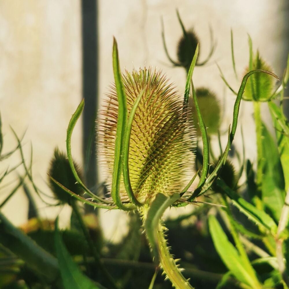 Teasel Seeds