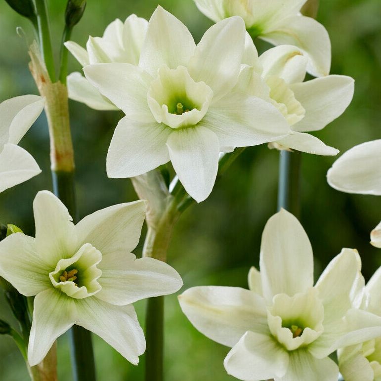 Narcissus 'Polar Hunter' Bulbs