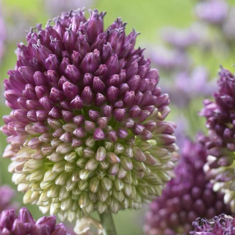 Allium sphaerocephalon