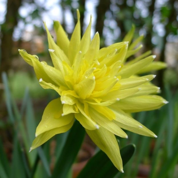 Narcissus 'Rip Van Winkle' Bulbs