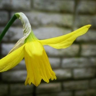 Nacissus 'February Gold'