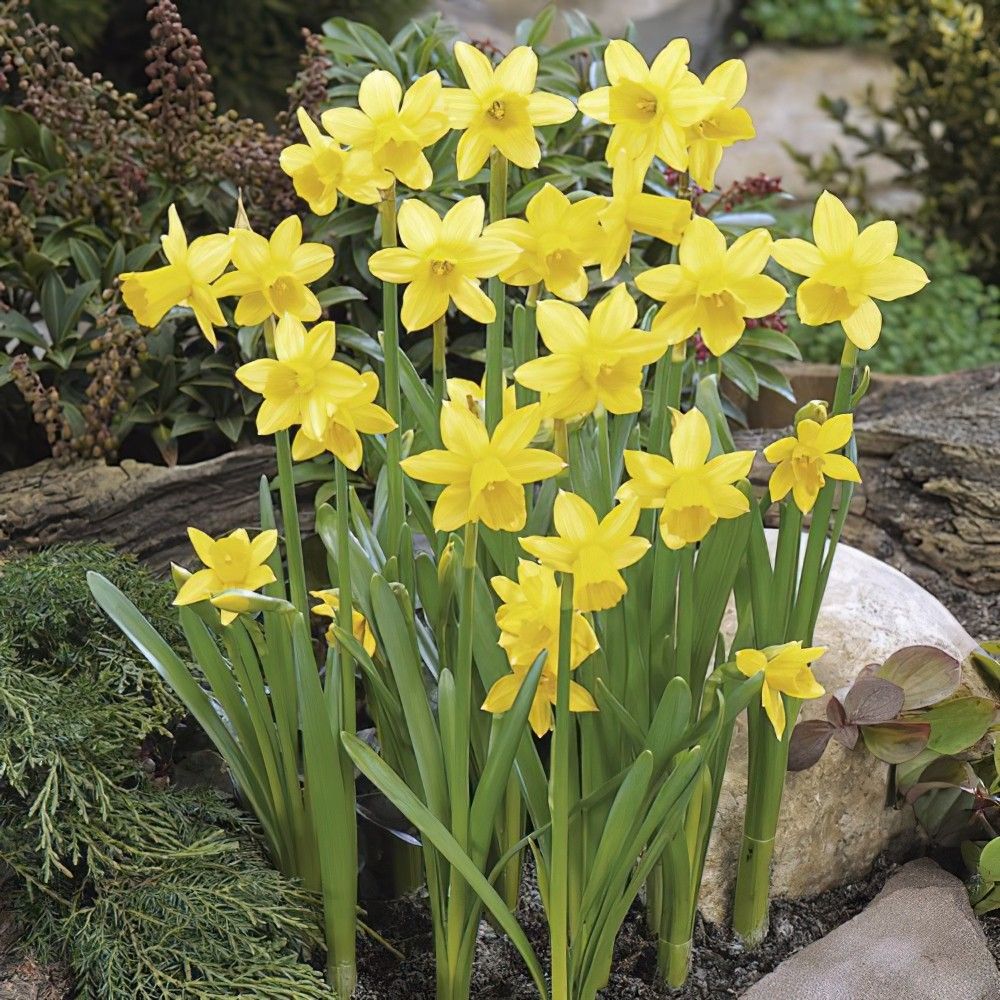 Narcissus Tete a Tete