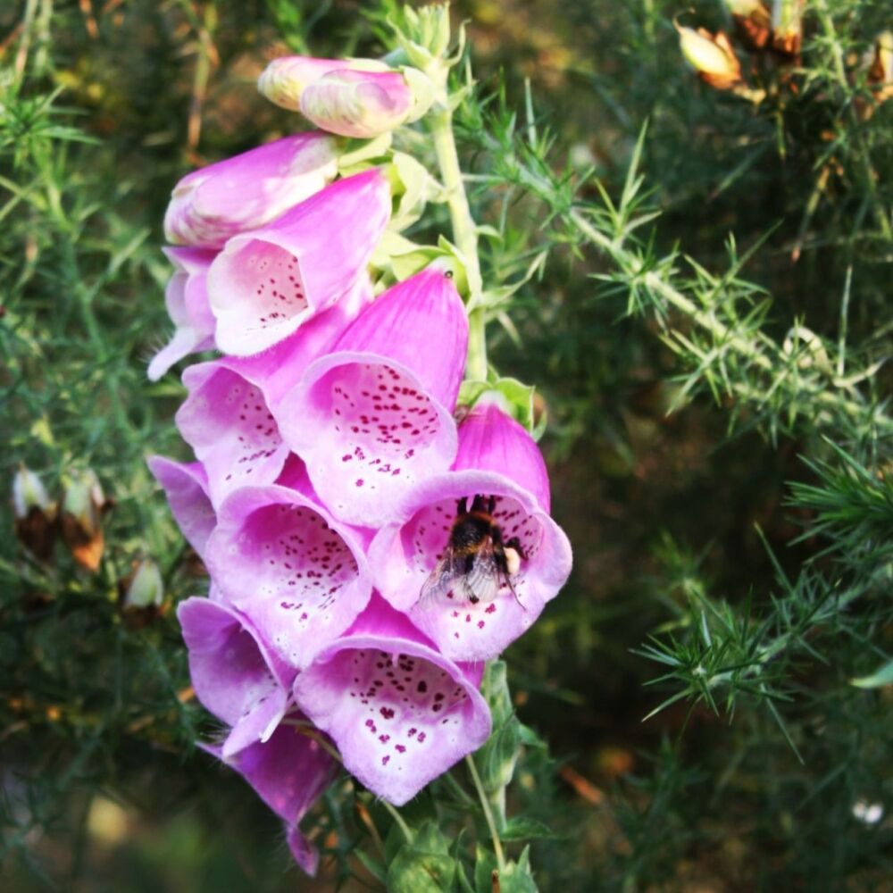 Foxglove Seeds