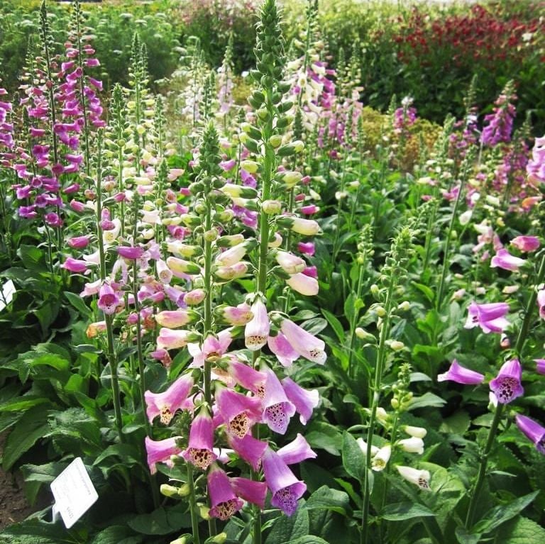 Foxglove Seeds