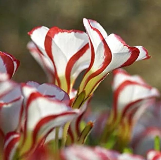 Oxalis Versicolor Bulbs