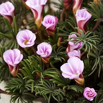 Oxalis 'Autumn Pink' Bulbs