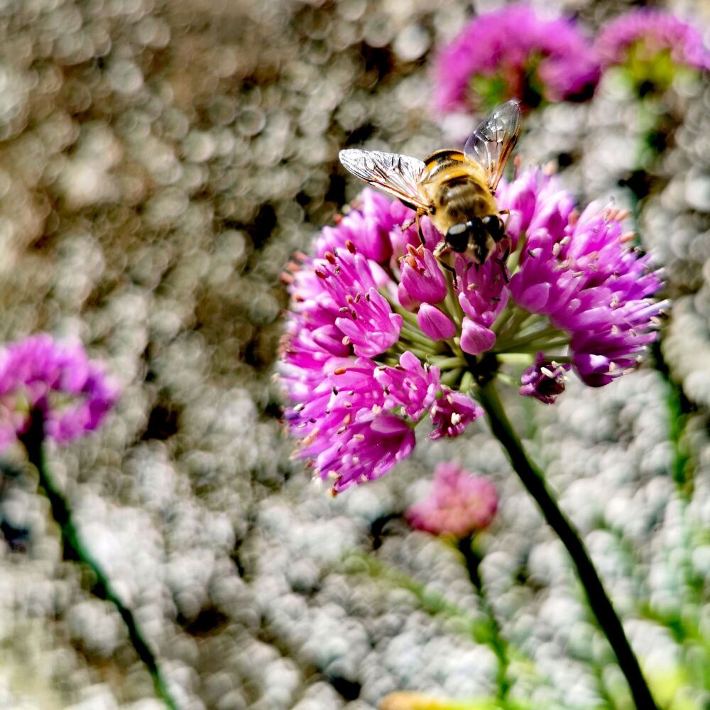 Allium angulosum 'Summer Beauty' Plant