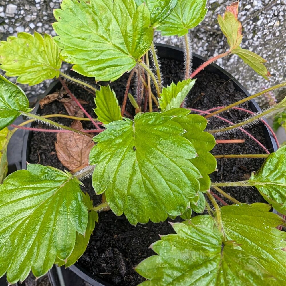 Strawberry, Alpine 'Strawberry of Versaille'